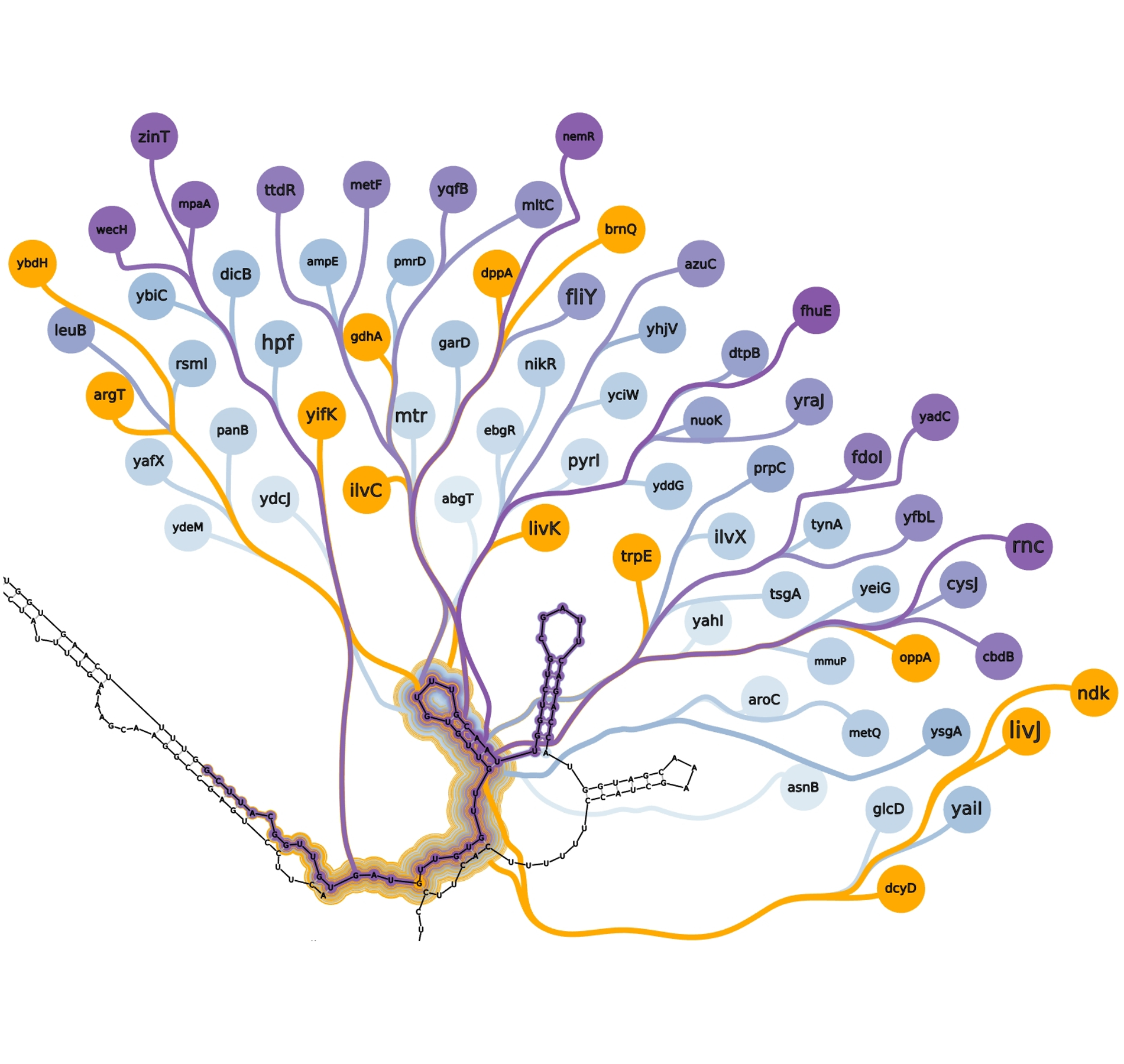 sRNA-mRNA interactions