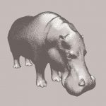 hippo5