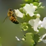 bee_mask