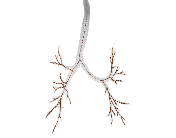Bronchi 2