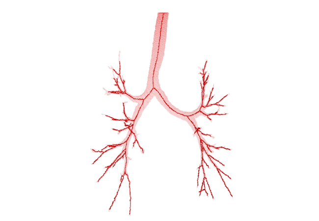 Skeleton